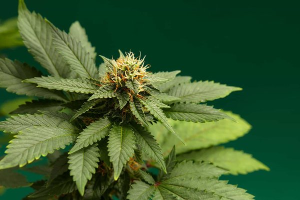 Quelle est l'origine de la fleur de chanvre ?